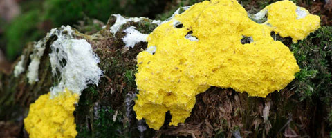 Remedies To Remove Fungus From Gardens - Slime Mold