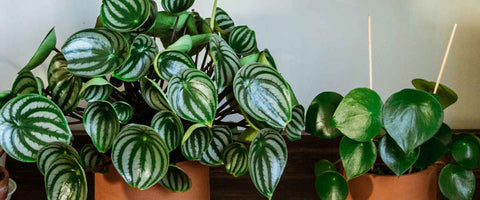 17 Peperomia Plant Display Ideas - Small Chandelier