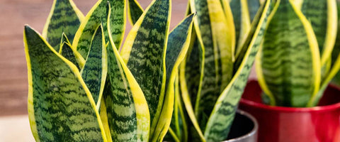 Outstanding Plants for Meeting Rooms - Snake Plant Laurentii