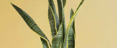 Best Indoor Plants for Better Sleep - Snake Plant