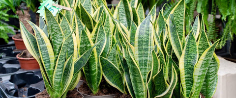 Indoor Plants That Attract Money - Snake Plant