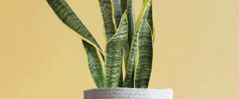 10 Outdoor Plant Decoration Ideas with Decorative Plants - Snake Plant