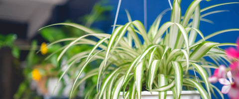 12 Most Beautiful Outdoor Hanging Plants - Spider Plant