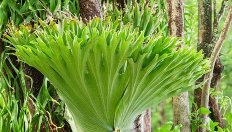 Different Varieties of Indoor Ferns in India - Staghorn Fern