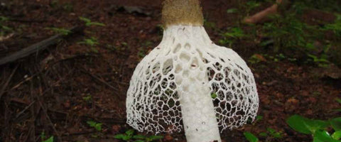 Remedies To Remove Fungus From Gardens - Stinkhorns