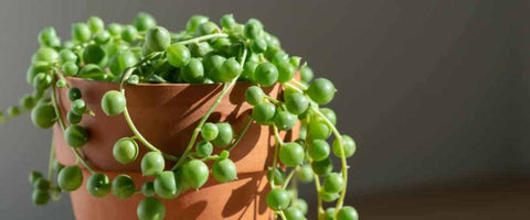 12 Most Beautiful Outdoor Hanging Plants - String of Pearls