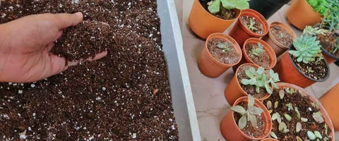 Types of Soil for Growing Houseplants - Succelent and Cactus Mix