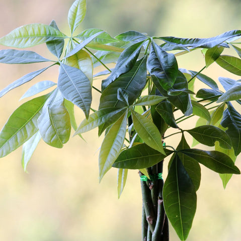 How to Care for Pachira Money Tree: Sunlight Requirement