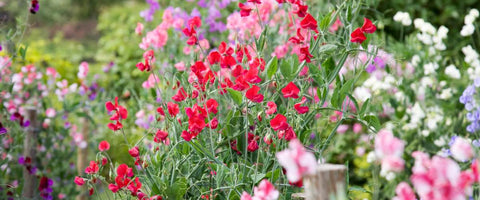 30 Long-Lasting Flowers for Your Garden - Sweet Peas