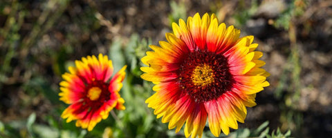 30 Long-Lasting Flowers for Your Garden - Tickseed