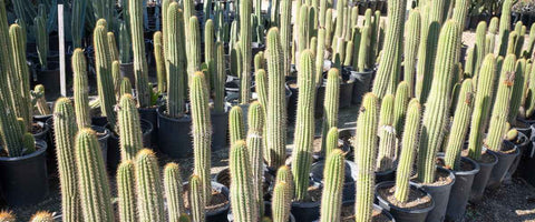 11 Best Cactus Plants for Home - Torch Cactus