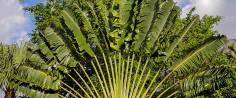 Best tall indoor plants to grow indoor - Traveller Palm