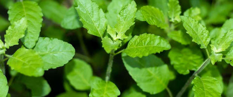 13 Best Medicinal Plants of India - Tulsi