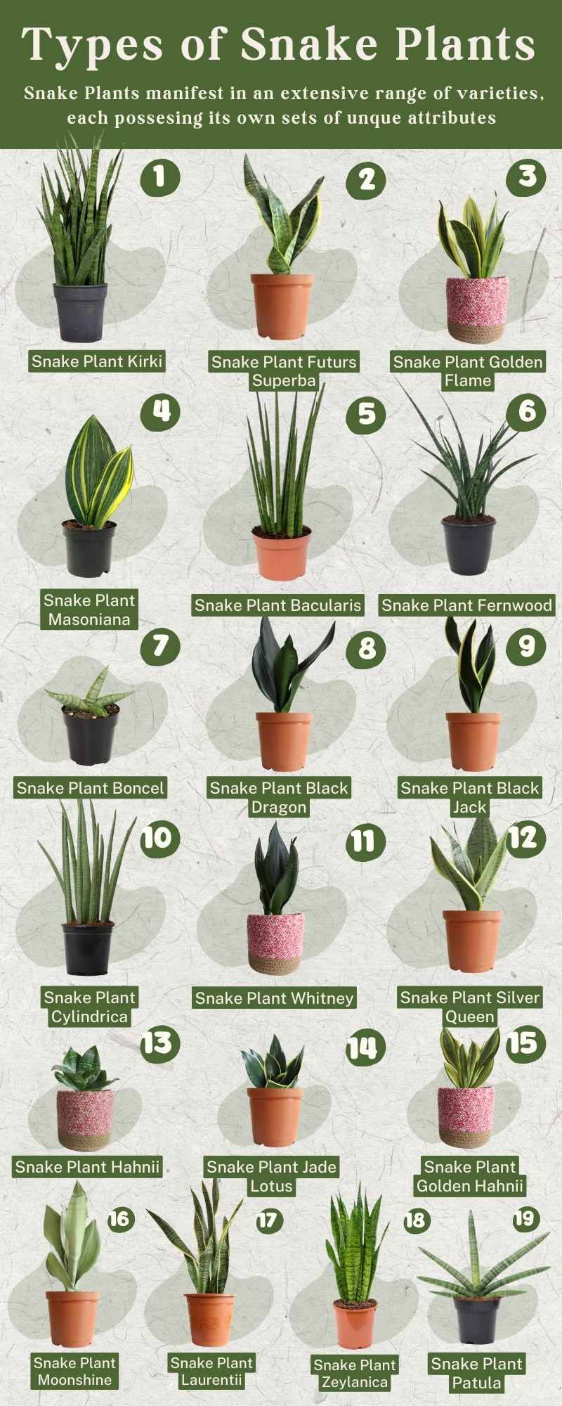 Types of Snake Plants: 19 Different Varieties of Snake Plants