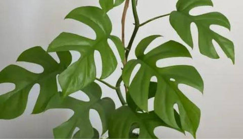 Most Expensive House Plants in the World - Variegated Monstera Minima
