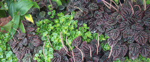 17 Peperomia Plant Display Ideas - Vertical Garden