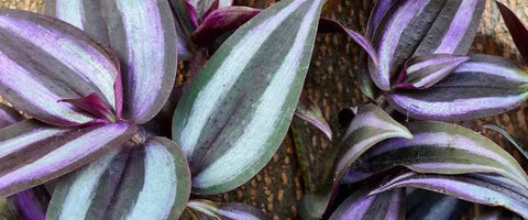 12 Most Beautiful Outdoor Hanging Plants - Wandering Jew