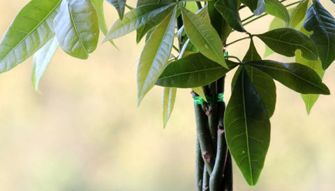How to Care for Pachira Money Tree: Watering Routine