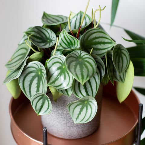 Peperomia Scandens Variegated plant Cupid Peperomia Plant Indoor