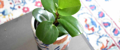 17 Peperomia Plant Display Ideas - Workplace Desk