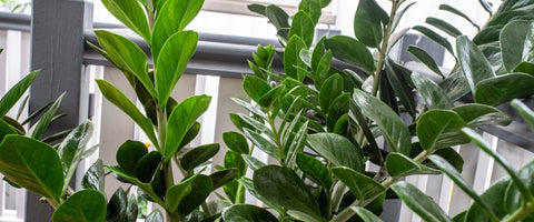 Best Plants for Welcoming New Employee - ZZ Plant