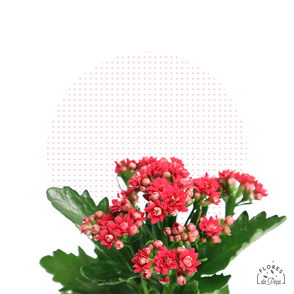 Kalanchoe (Flor-da-fortuna) – Flores da Poça