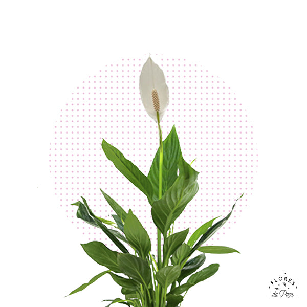 Spathiphyllum (Lírio-da-paz) – Flores da Poça