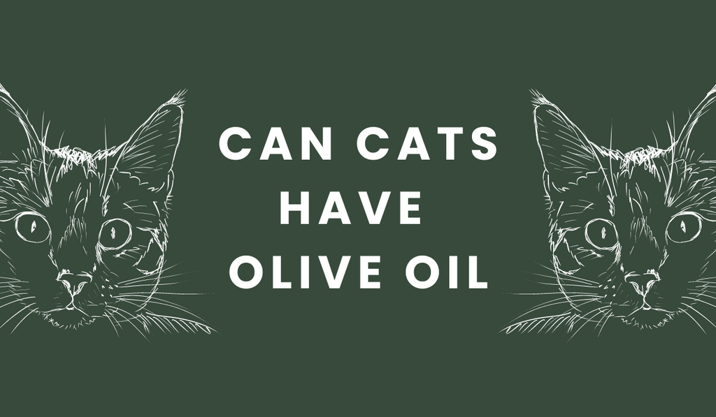 can cats have olive oil