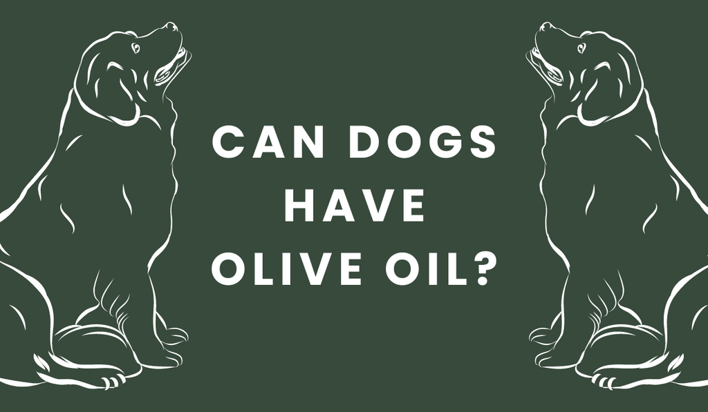 can dogs have olive oil