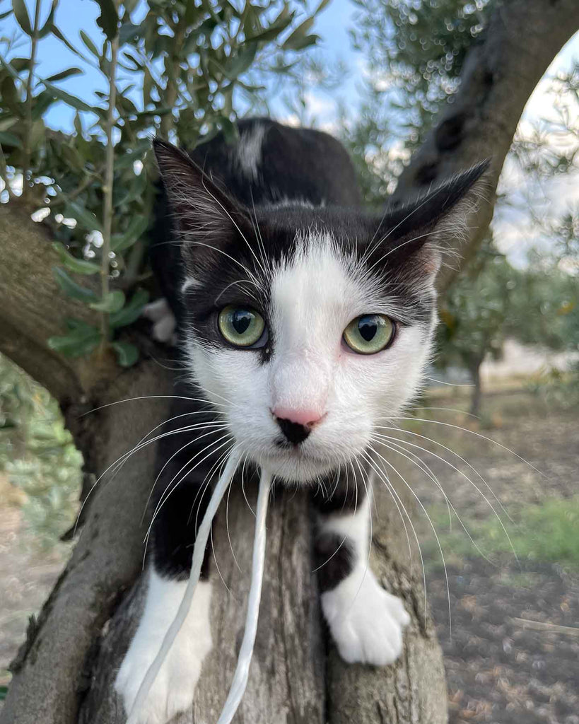 can cats have olive oil