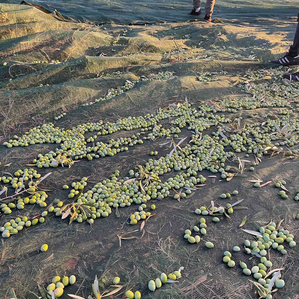 green olives after harvest