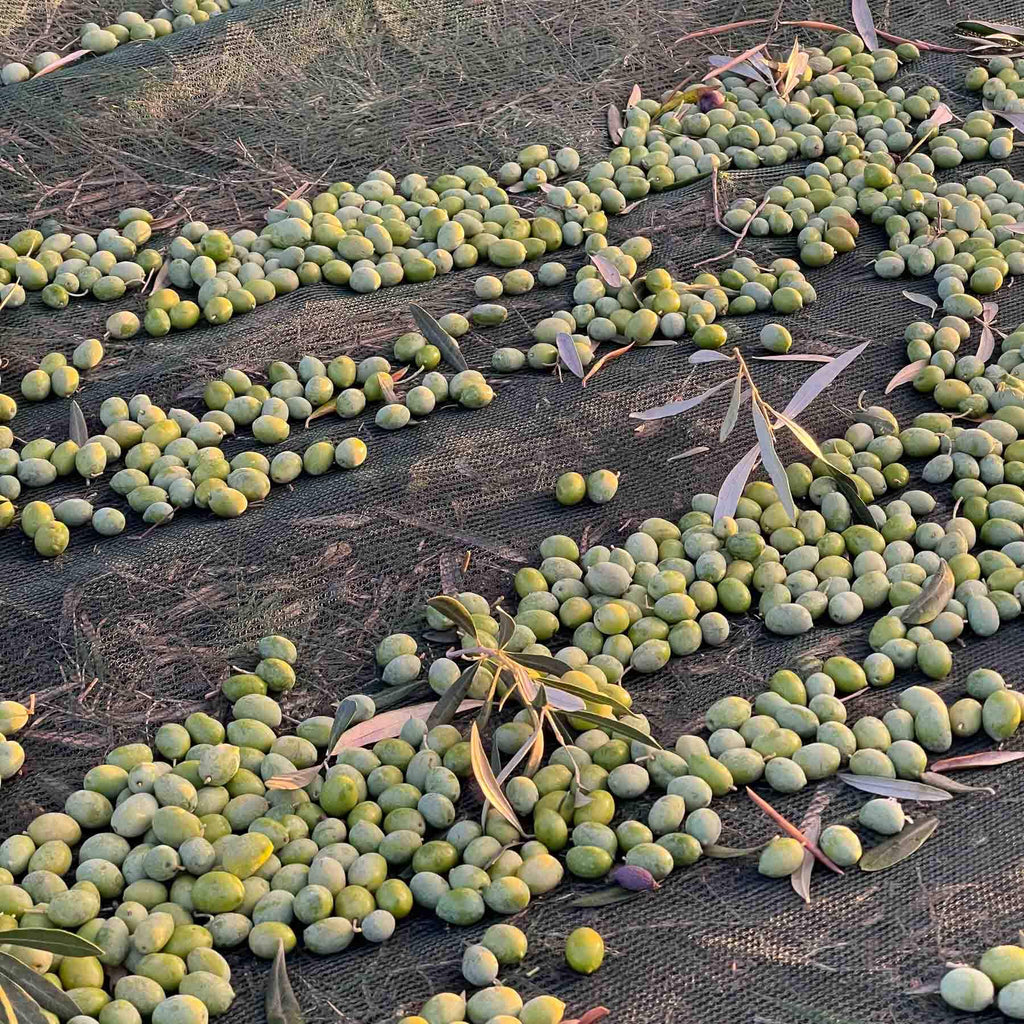 green olives on a net