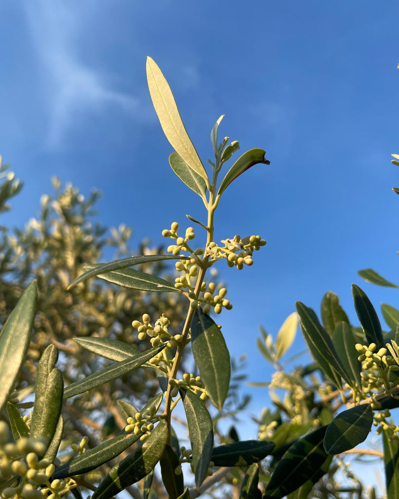 Olive Inflorescence and Pollination – EXAU Olive Oil