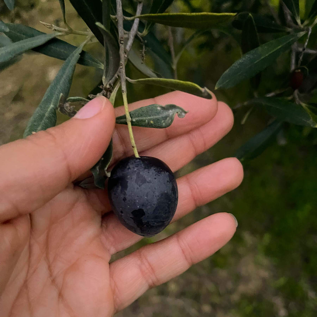 hand holding a purple olive