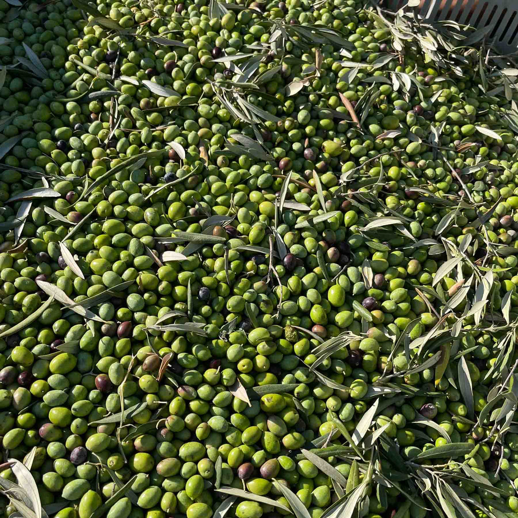 The truth about olive oil from Italy – EXAU Olive Oil