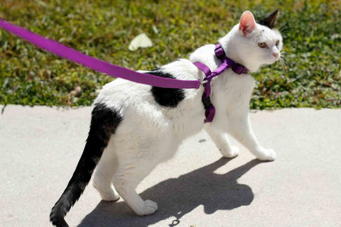 Cat on leash