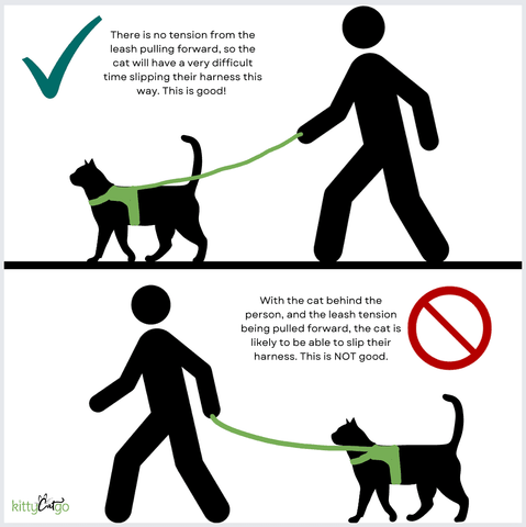 training your cat to walk on a harness and leash