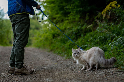 training your cat on a harness and leash