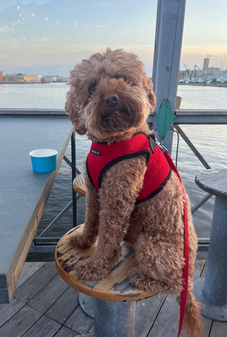 Karl at the Lakefront