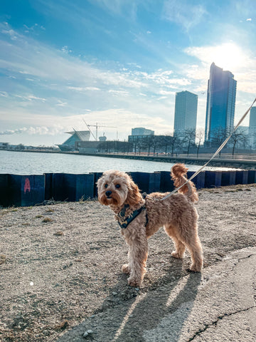 Cooper at the lakefront