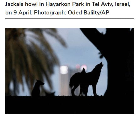 Jackals howl in Hayarkon Park in Tel Aviv