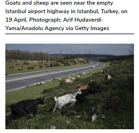 Goats and sheep are seen near the empty Istanbul airport highway in Istanbul