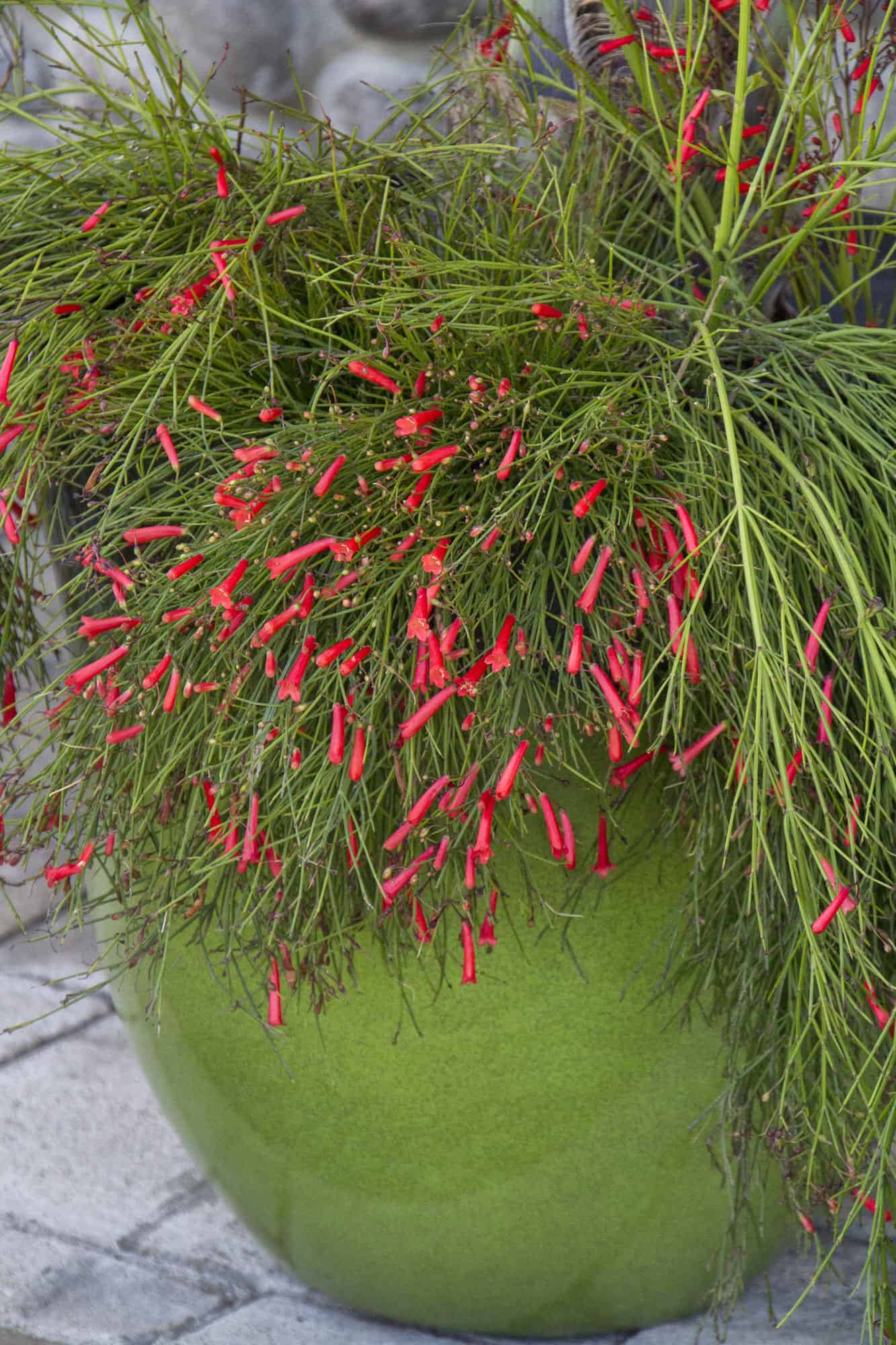 Firecracker Red