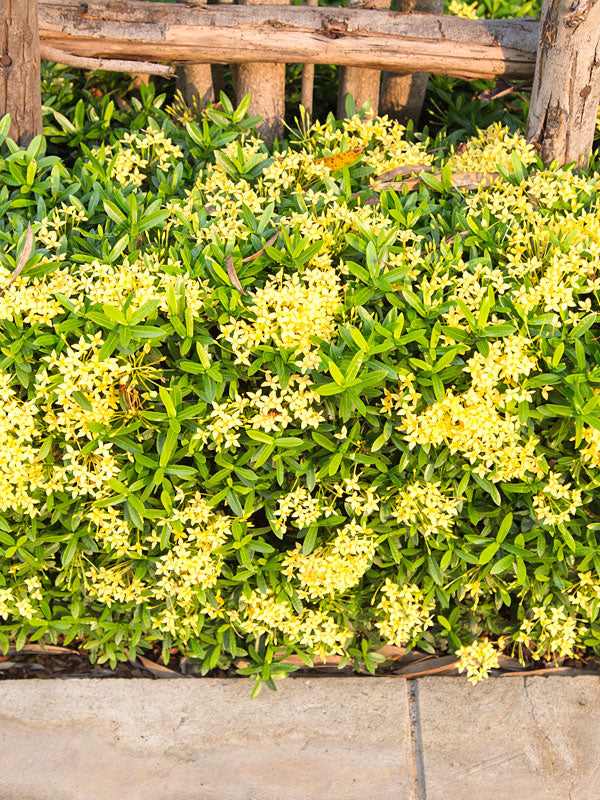 Ixora coccinea Maui Yellow Flame Woods