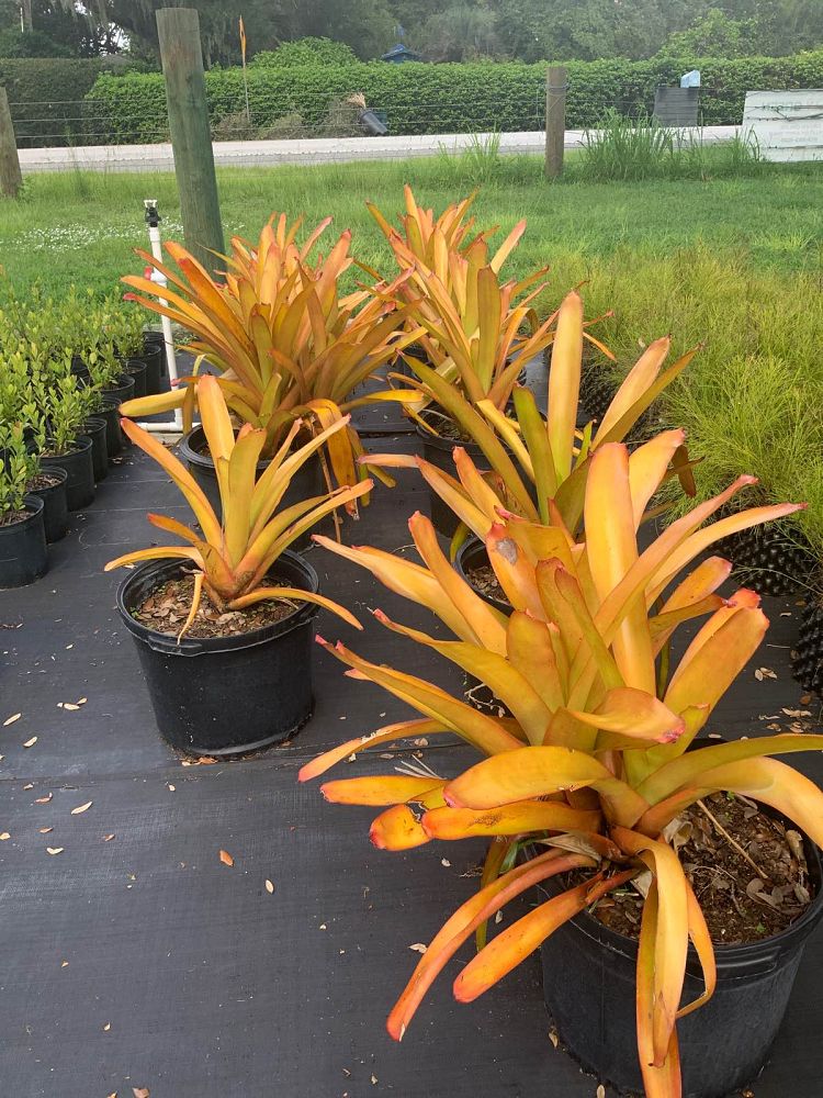 Bromeliad Dean - Flaming Orange