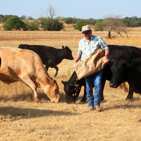 Feeding cows