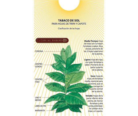 Cuba produce todas las hojas de tabaco utilizadas para elaborar
