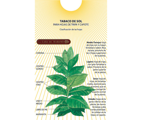 HOJAS DE TABACO DE SOL