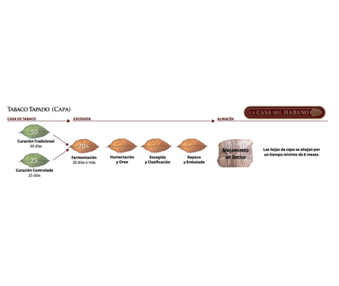 PROCESO DEL TABACO