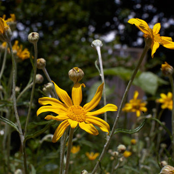 Erigeron speciosus (Aspen Fleabane) CC RO - SymbiOp Garden Shop